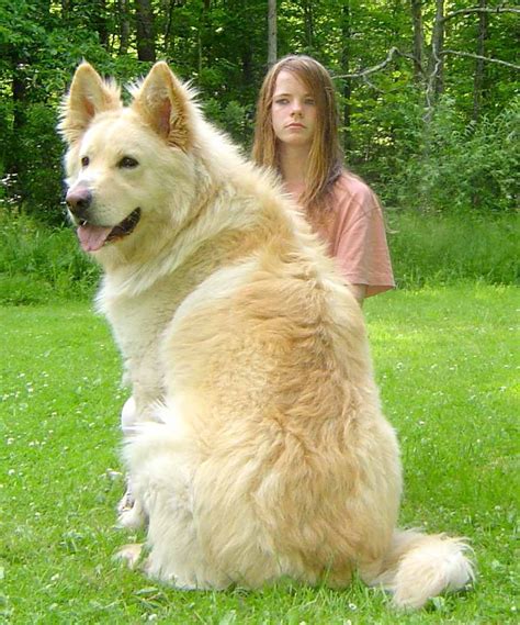 Long Coat White German Shepherds | White german shepherd, Long haired ...