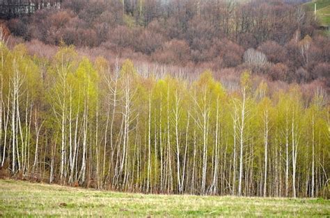 Premium Photo | White birch forest at spring