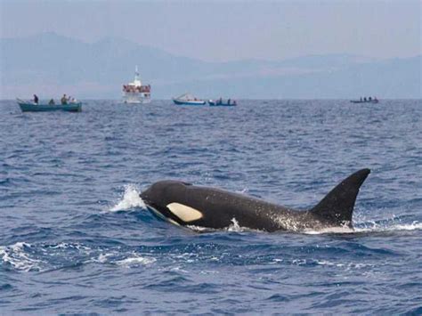 Barbate Observación de delfines y ballenas en el Cabo de Trafalgar