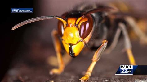 Georgia Invasive Yellow Legged Hornet Spotted In Chatham County