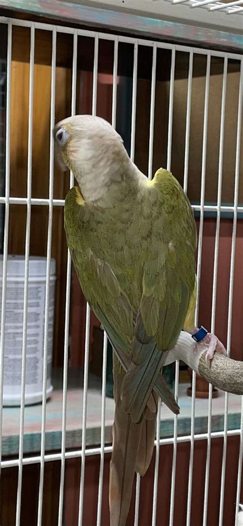 Proven Green Cheek Conure Breeding Pair