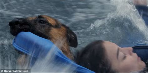 Dog Forced To Swim In Water On A Dogs Purpose Film Set Daily Mail Online