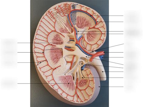 A P Ii Practical Kidney Model Diagram Quizlet