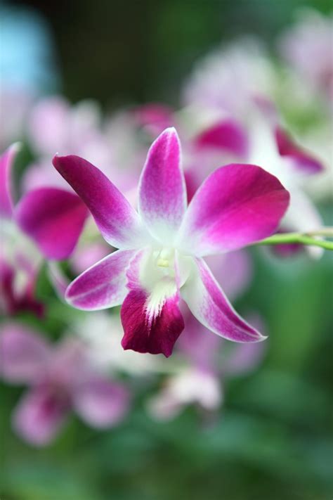 Purple Orchids 2 Free Photo Download | FreeImages