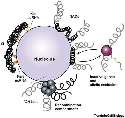 Nucleolus A Central Hub For Nuclear Functions Trends In Cell Biology