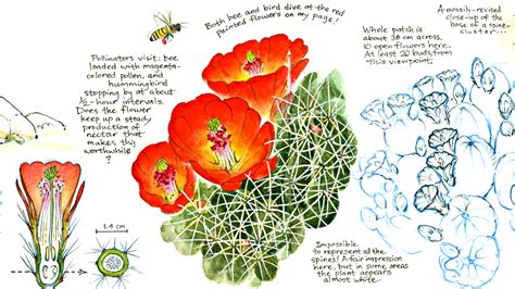 Essay: Why botanical illustration still matters in the digital age