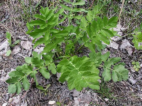 Pastinaca Sativa Wild Parsnip Minnesota Wildflowers