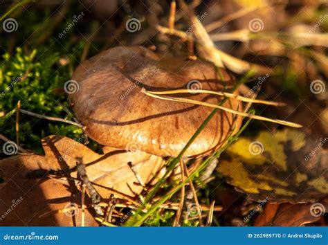 An Edible Mushroom in the Forest. Stock Photo - Image of edible ...