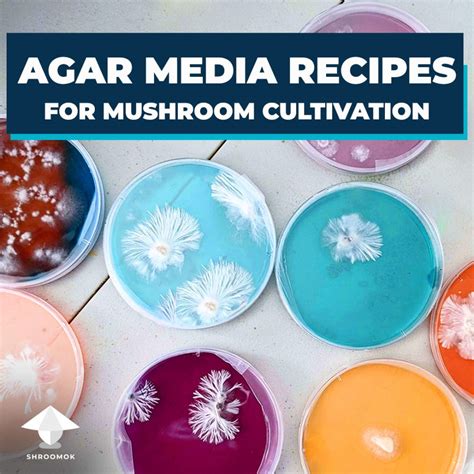 List Of Agar Recipes For Mushroom Cultivation