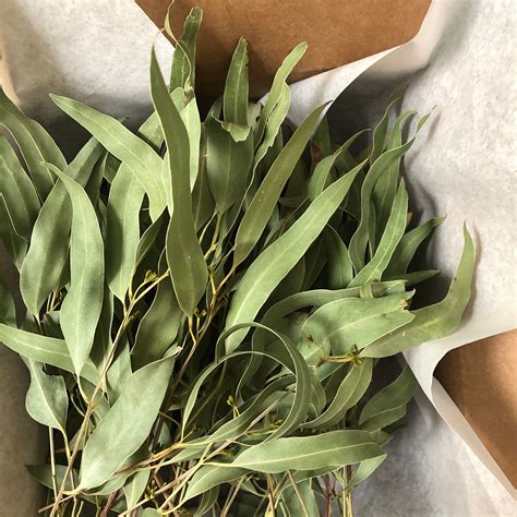 Dried Eucalyptus Stems Real Leaf Stems Wedding Decorations | Etsy