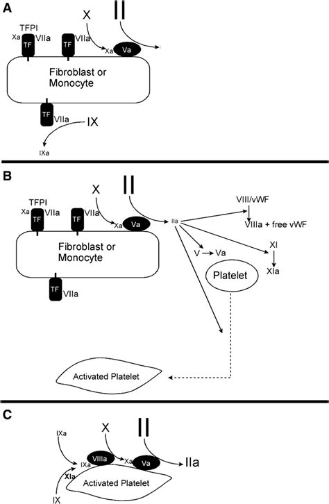 Steps In A Cell Based Model Of Coagulation A Initiation Occurs On