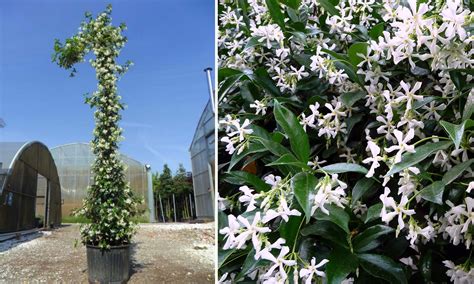 Star Jasmine Rhyncospermum Jasminoides Trachelospermum Jasminoides