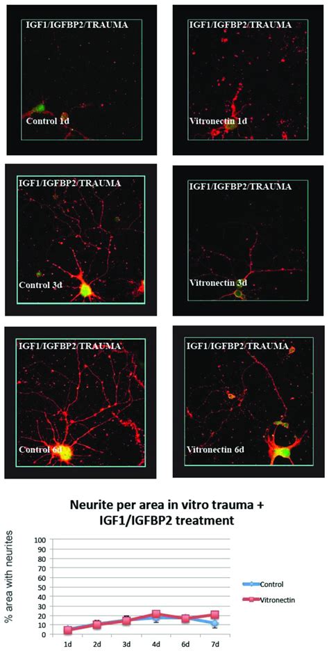 After In Vitro Trauma And Treatment With IGF 1 IGFBP 2 Hippocampal