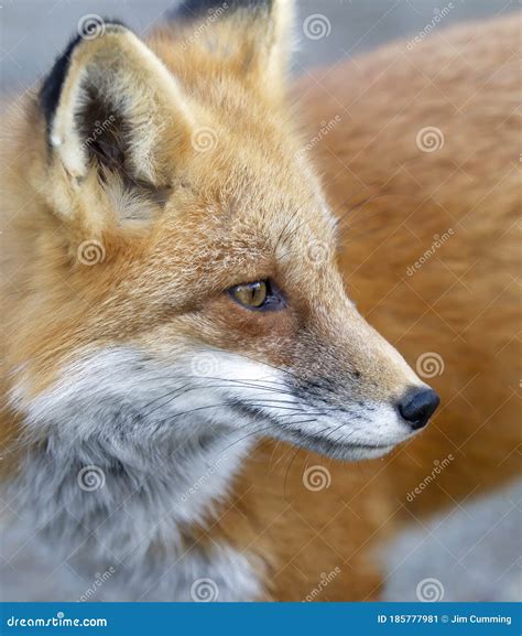 Uma Raposa Vermelha Vulpes Retrato Em Algonquin Park Canada Imagem De