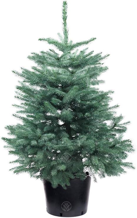 Gardenersdream Blue Spruce Pot Grown Christmas Tree Real Live Fresh Living Potted Plant 3ft