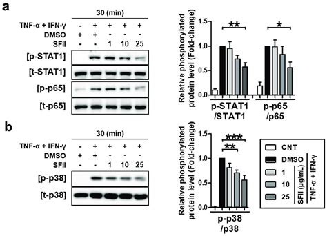 Tnf α Ifn γ Induced Ctss Expression Was Mediated By Stat1 Nf κb And