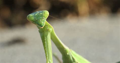 4k macro clip arizona mantis standing Stock Footage Video (100% Royalty ...