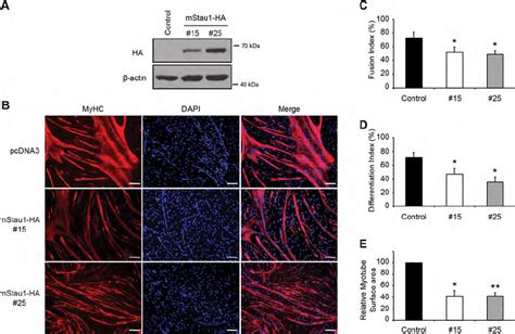 Staufen Overexpression Inhibits Myogenic Differentiation A