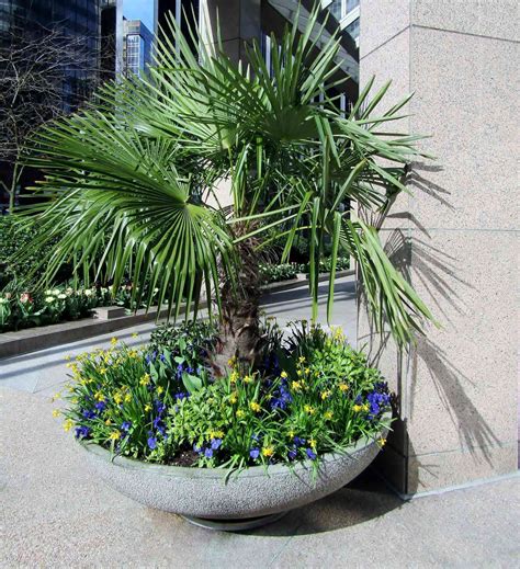 16 Different Palm Tree Varieties For Every Landscape