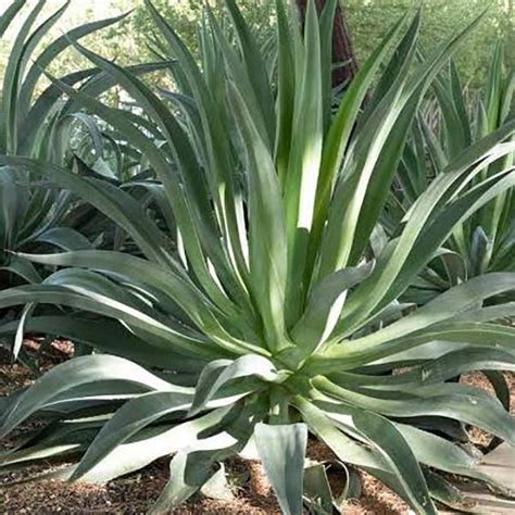 Agave Desmettiana | Elysian Flora