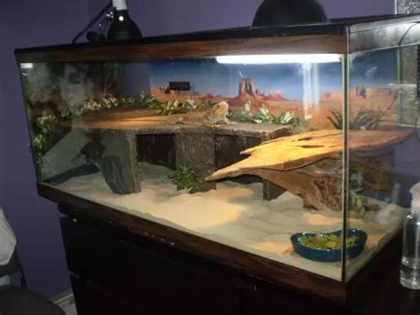 Building a Bearded Dragon Enclosure: Everything You Need to Know ...