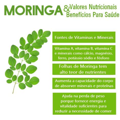 Os Benef Cios Da Moringa Oleifera Para Sa De Imagens Moringa