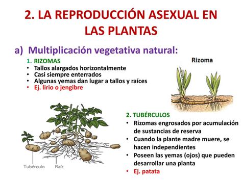 Que Es Multiplicacion Vegetativa En Biologia Ganisma