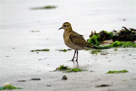 Hjejle Pluvialis Apricaria Goldregenpfeifer Golden Plover Fanø