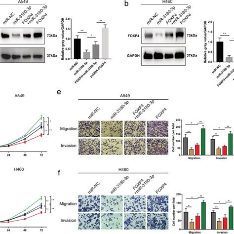 Partial Reversal Of The Inhibitory Effects Of Mir P On Nsclc Cell