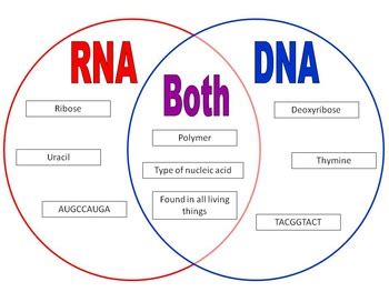 Dna Vs Rna Worksheet