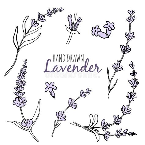 Sistema Del Vector Del Bosquejo De La Lavanda Ilustración Del Vector Ilustración De Brote