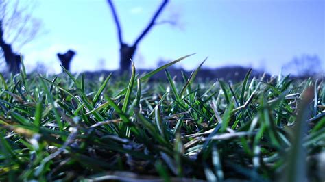 Wallpaper Water Nature Branch Green Leaf Flower Flora Meadow Lawn Botany Macro