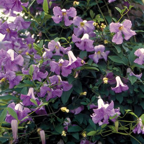 Vigorous And Carefree Climber Clematis Viticella — Enchanted Gardens