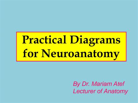 SOLUTION: Practical diagrams for neuroanatomy - Studypool