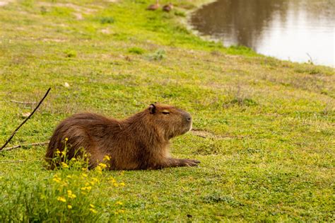 30000 Free Capybara Cartoon And Capybara Images Pixabay