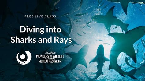 Varsity Tutors StarCourse Diving Into Sharks And Rays With Wonders