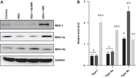 Myosin Heavy Chains A Representative Western Blots For Type I Mhc And