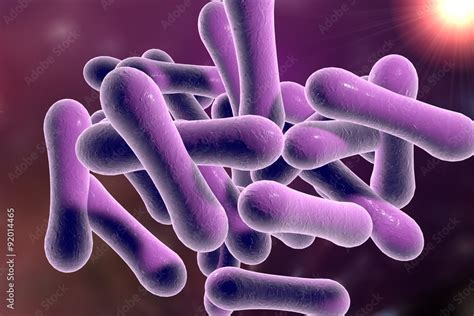 Corynebacterium Gram Stain