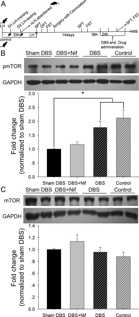 Synaptic Potentiation Mediated By L Type Voltage Dependent Calcium