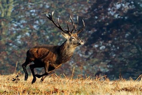 Large Red Deer Stags Like The Caspian Red Deer Or Those Of The