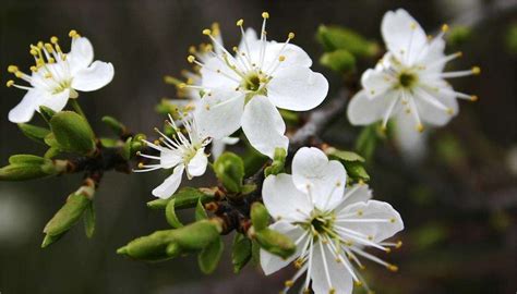 mm   camera lensesand   effects