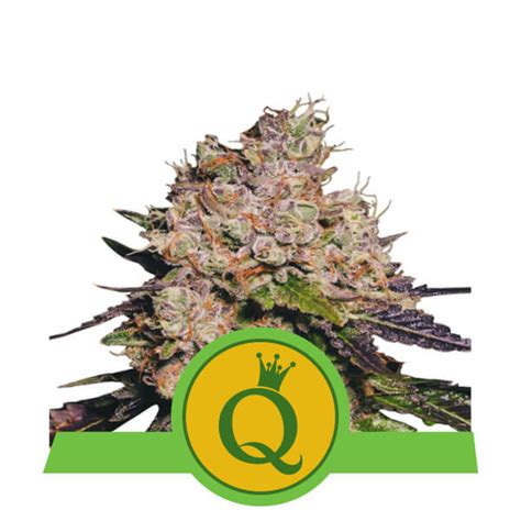 Buy Purple Queen Auto Feminized Seeds By Royal Queen Seeds In America