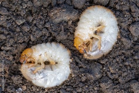 larva of a Garden chafer beetle Phyllopertha horticola, The larva of a ...