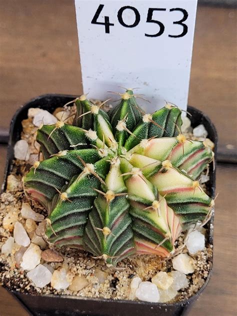 Gymnocalycium Mihanovichii Dark Green And Pale Variegation Stunning