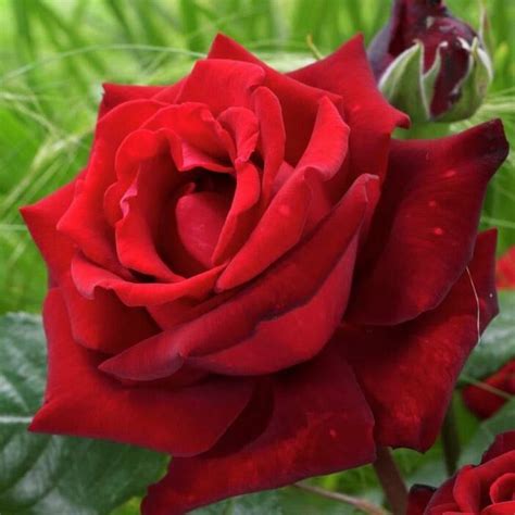 Роза чайно-гибридная Ингрид Бергман (Ingrid Bergman) купить саженцы ...