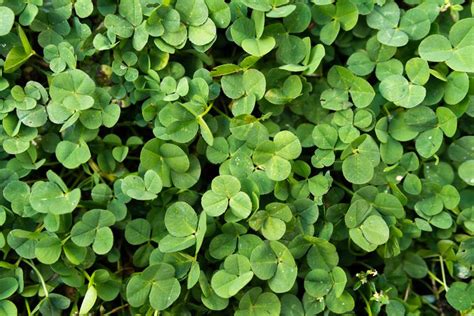 How To Plant A Clover Lawn