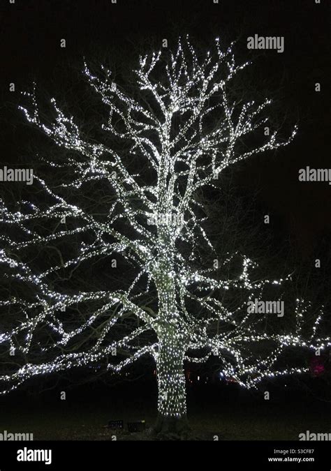 Tree covered in fairy lights Stock Photo - Alamy