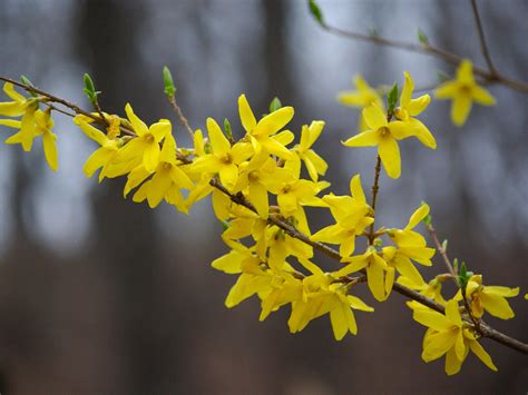 Forsythia (Golden Bell) – A to Z Flowers