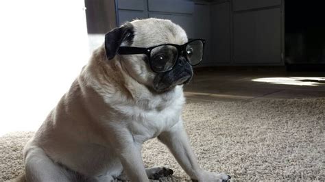 PsBattle: A pug wearing glasses : r/photoshopbattles