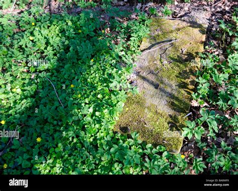 Abandoned Cemetery Castolovice Ceska Lipa Czech Republic The